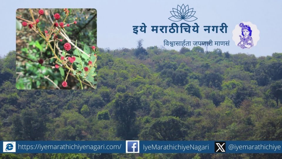 local-trees-should-be-planted-but-what-is-local