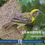 preparation-of-nests by Birds article by Netra Palkar Apte