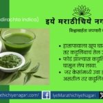 Medicinal use of Neem Tree Azadirachta indica