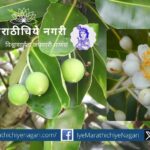 Calophyllum inophyllum Undi Conservation movement in rajapur taluka