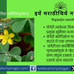 Changeri Identification of Medicinal Plants