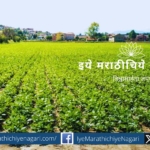 Decrease in Black Gram rate Cultivation increases in Kharif