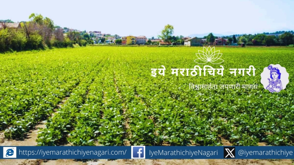 Decrease in Black Gram rate Cultivation increases in Kharif