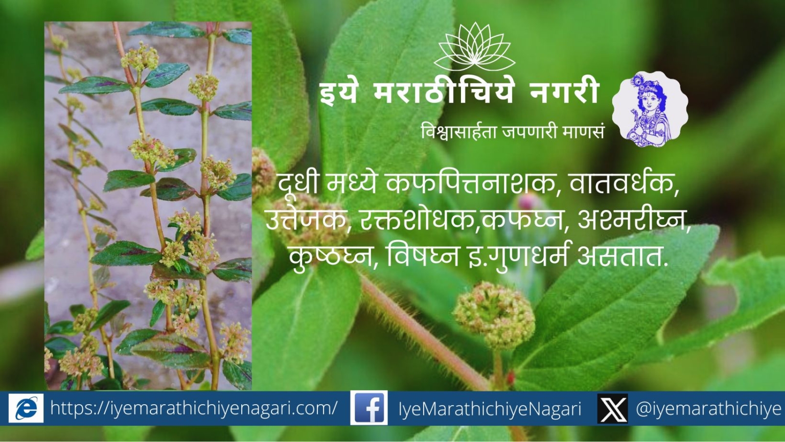Euphorbia hirta a medicinal plant article by Dr Mansi Patil