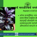 Medicinal uses of black turmeric