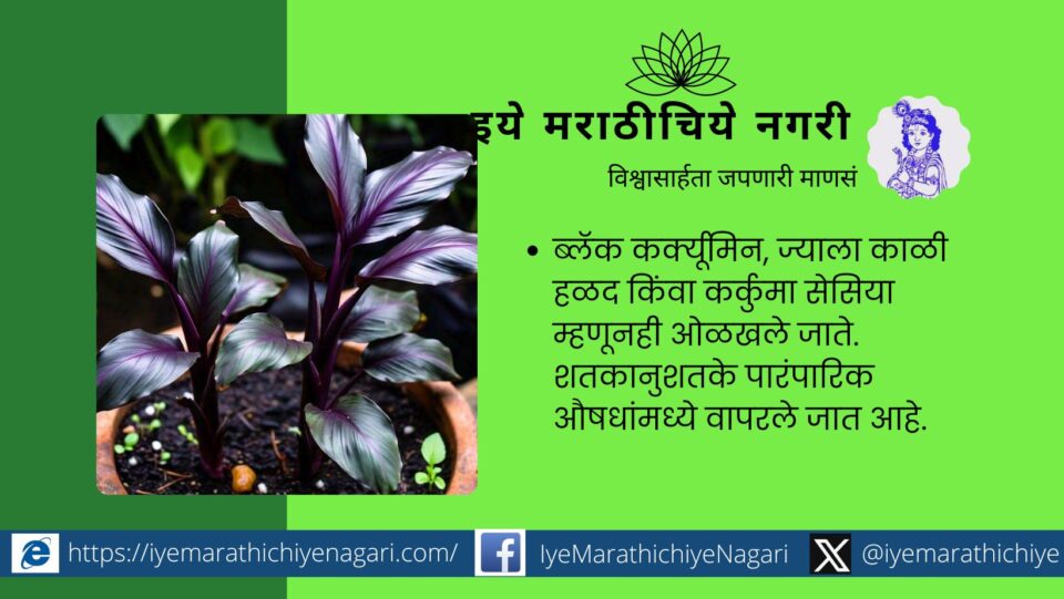 Medicinal uses of black turmeric