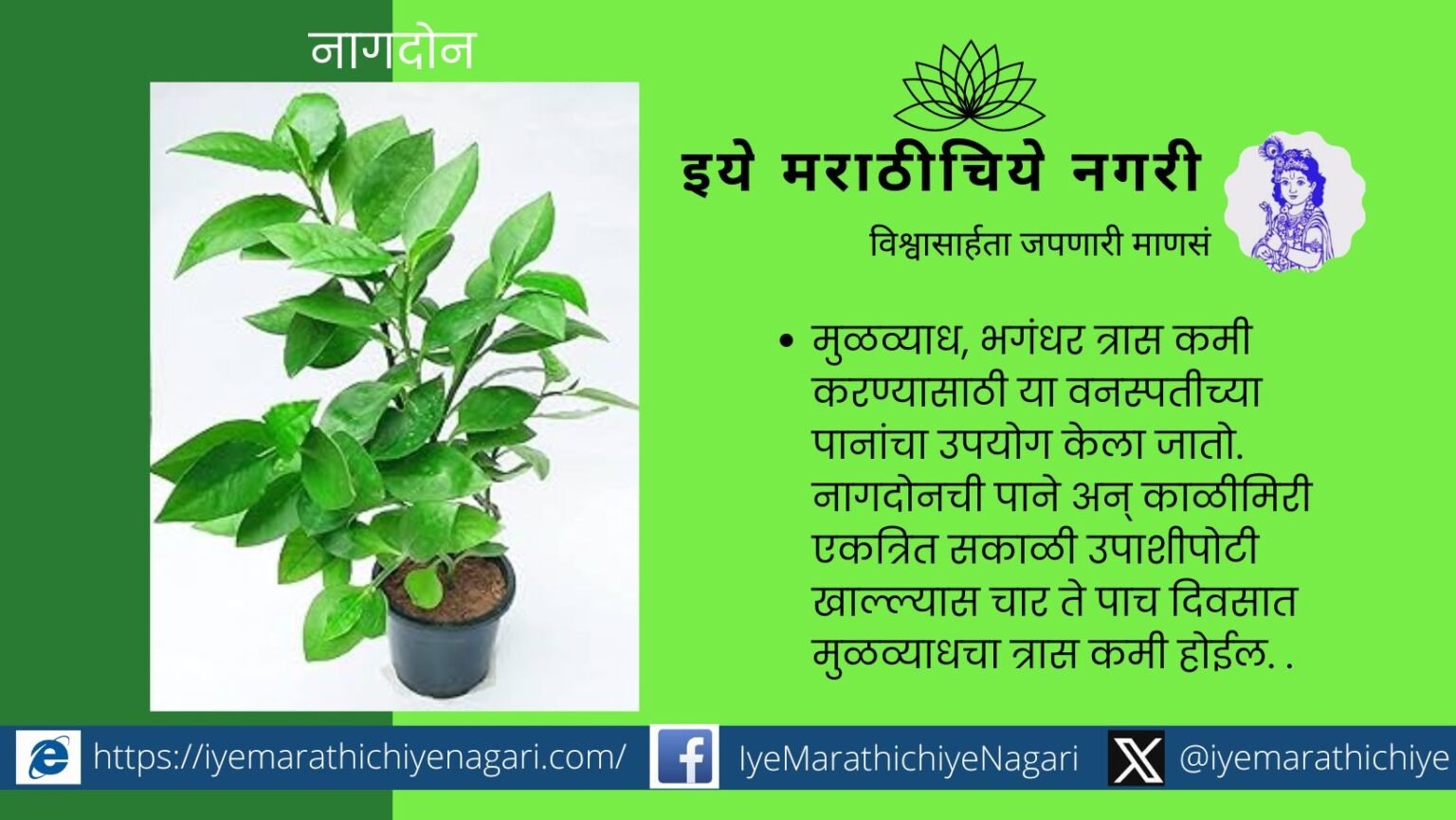 Medicinal Importance of Nagdon plant