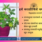 Mimosa Plant Medicinal Importance