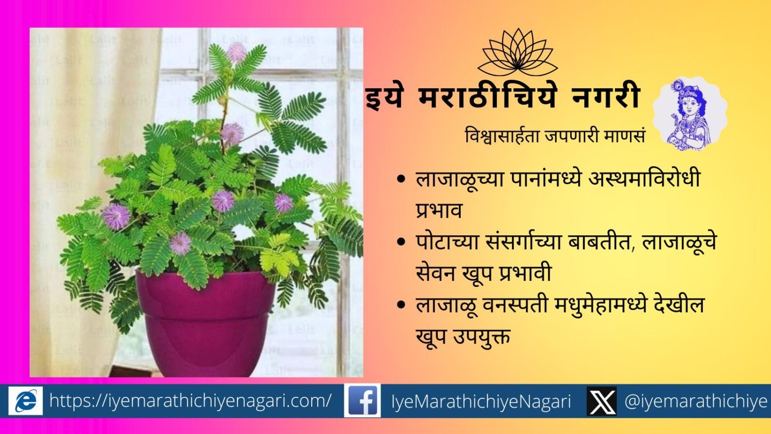 Mimosa Plant Medicinal Importance