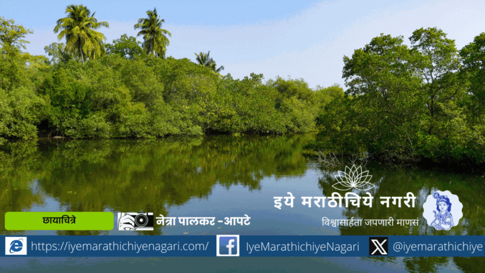 Natural mangroves are mangrove forests