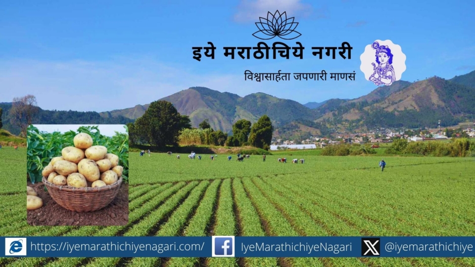 Onion, tomato, potato cultivation area increased this year compared to last year