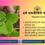 medicinal importance of ajwain ova plant leaves
