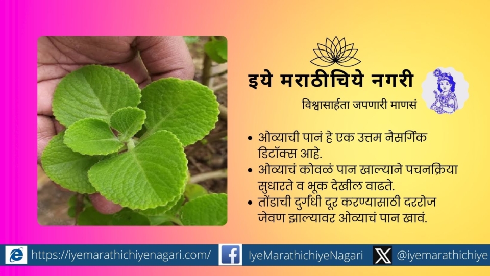 medicinal importance of ajwain ova plant leaves