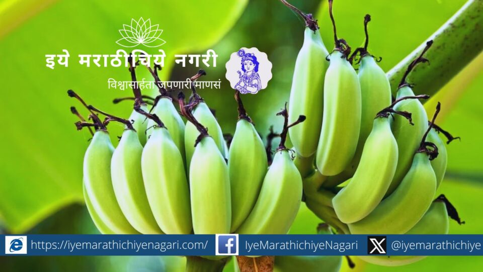 Banana cultivation gained momentum under the Integrated Horticulture Development Mission