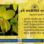 Cassia fistula how to cook as vegetable