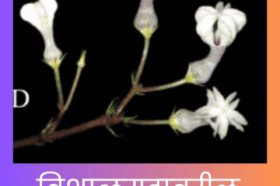 Chhatrapati Shivaji Maharaj name to a new species of plant at Vishalgad
