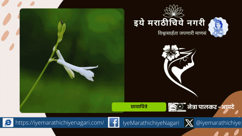 Deepkandi Bloom in Sravan in Sadavali Dist Ratnagiri