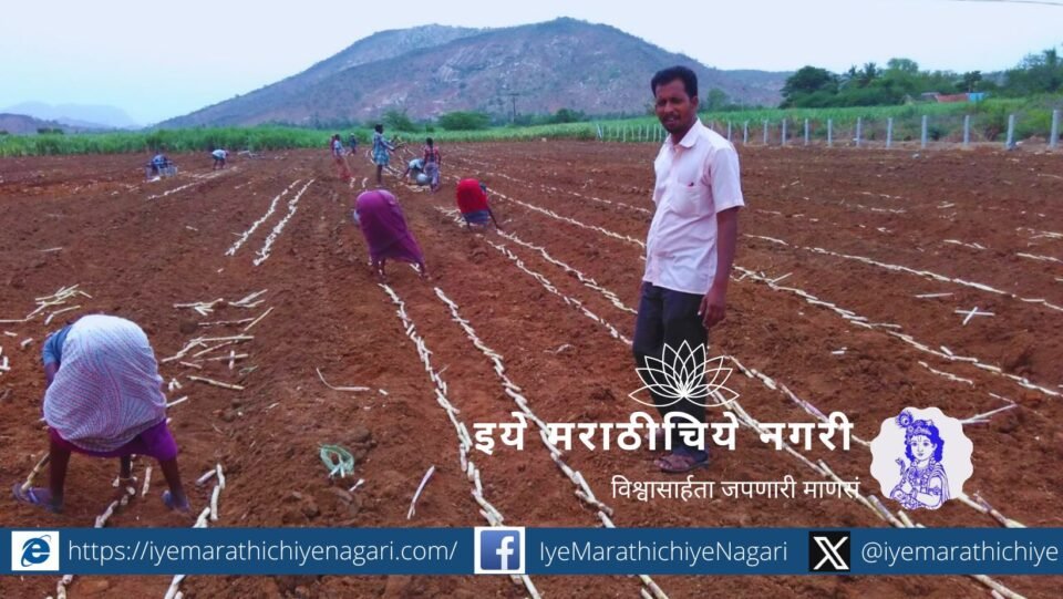 Different methods of sugarcane cultivation