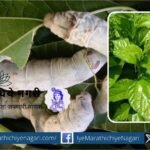 Improved management of mulberry cultivation