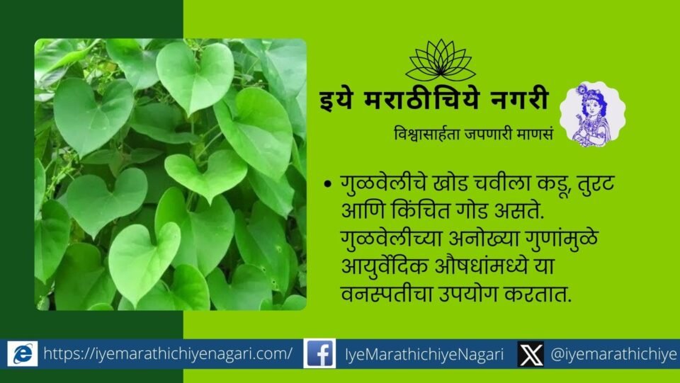Medicinal Importance of Gulvel Tinospora Cordifolia