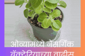 Medicinal Plant useful to overcome Cough