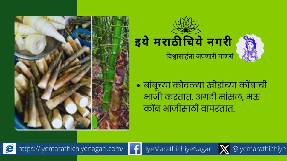 Medicinal properties and uses of wild bamboo