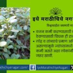 Medicinal properties of chighal or ghol vegetable
