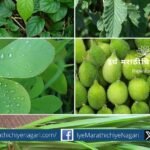 Organization of wild vegetable festival in Kolhapur city