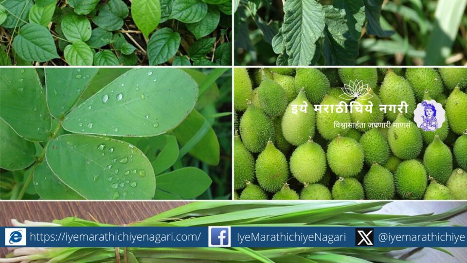 Organization of wild vegetable festival in Kolhapur city