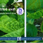 Several natural substances and microorganisms can help prevent soybean mosaic virus