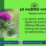 Silymarin is a useful herb