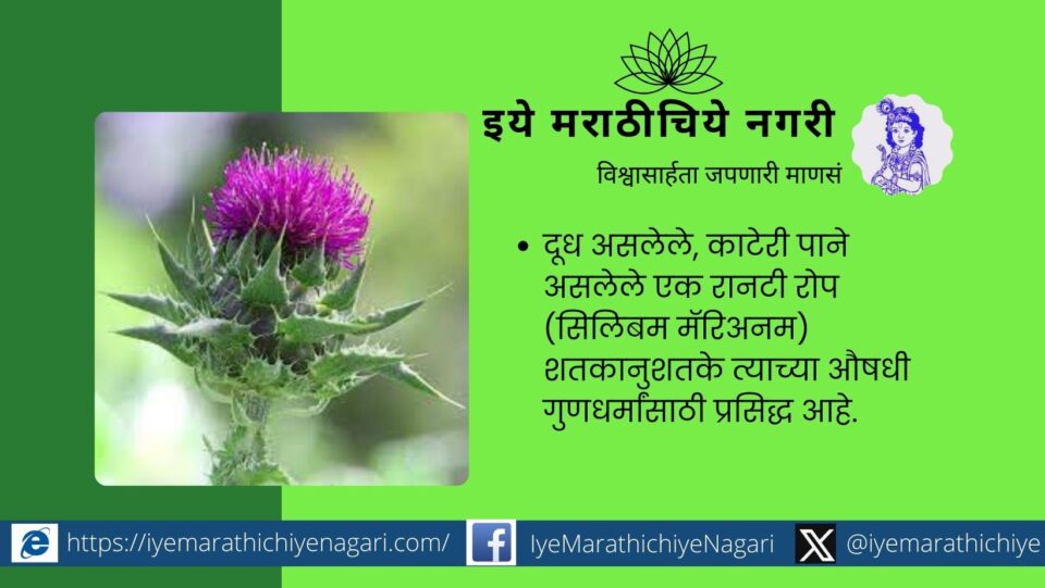 Silymarin is a useful herb