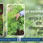 Crop advice for pest and disease control of cotton and cotton