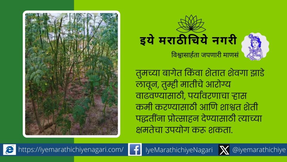 Cultivation on Drumstick for soil health