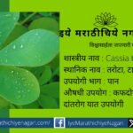 Importance of Cassia Tora and preparation of vegetable