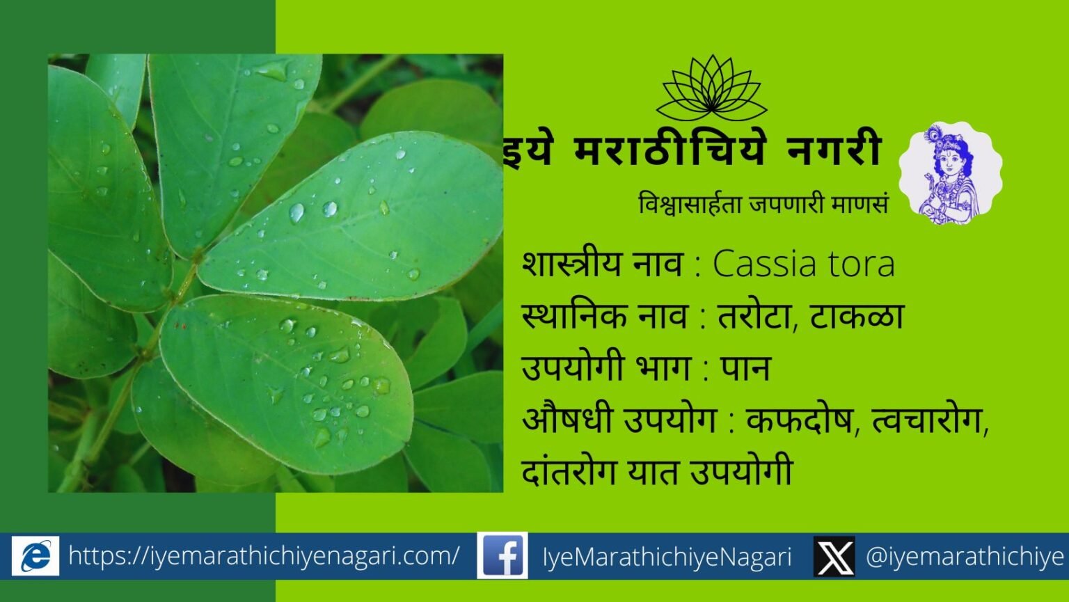Importance of Cassia Tora and preparation of vegetable