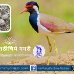 redwattled-lapwing says it will rain in October this year too