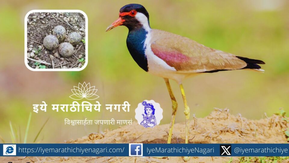 redwattled-lapwing says it will rain in October this year too