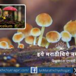 A network of forest fungi teaching humanity