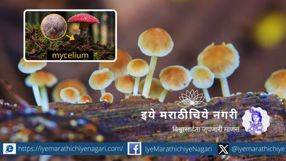A network of forest fungi teaching humanity