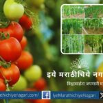 Advice for tomato and vine crops