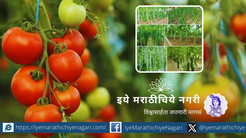 Advice for tomato and vine crops
