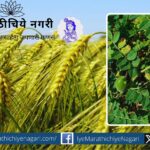 Gram and wheat crop advice