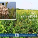 Management in tur crop flowering stage and care to be taken in late sowing of rabi sorghum