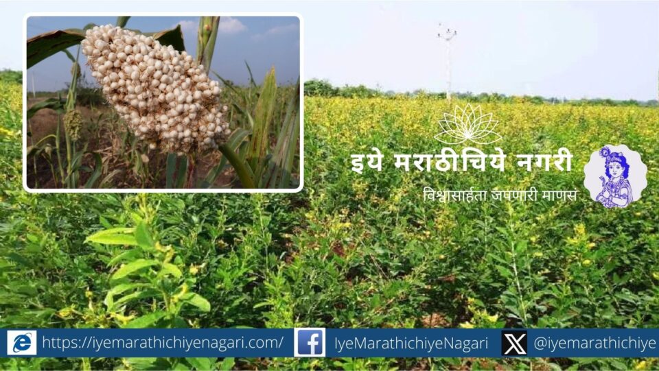 Management in tur crop flowering stage and care to be taken in late sowing of rabi sorghum