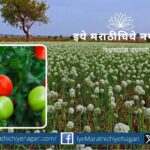 Onion seed production and tomato fertilizer management