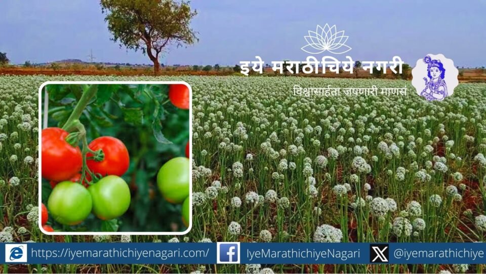 Onion seed production and tomato fertilizer management