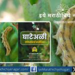 Pod Borer worm Contorl advice by Basavraj Bhede
