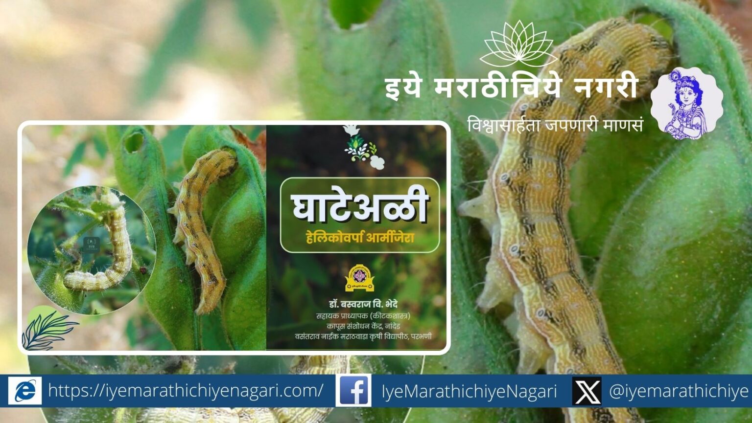 Pod Borer worm Contorl advice by Basavraj Bhede