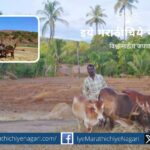 traditional post harvesting techniqe Mahadev Pandit article